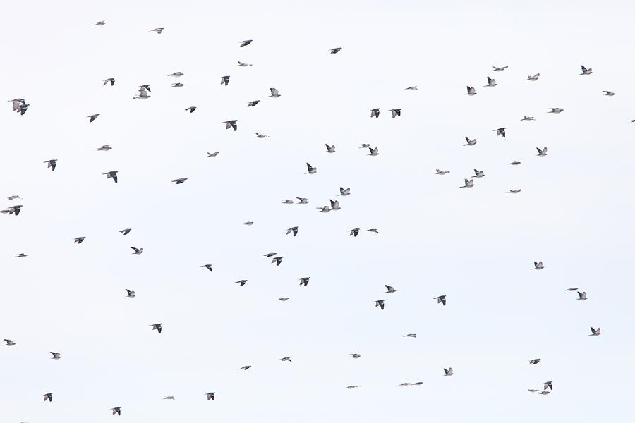 Migrating wood pigeons Photograph by Ulrich Kunst And Bettina Scheidulin