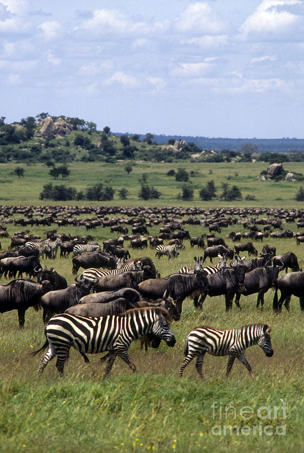 Migration - Serengeti Plains Tanzania Photograph by Craig Lovell
