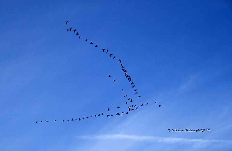 Migration Photograph by Jale Fancey