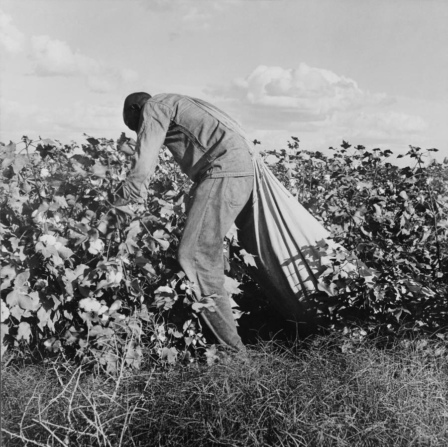 Migratory Field Worker Picking Cotton Photograph by Everett - Fine Art