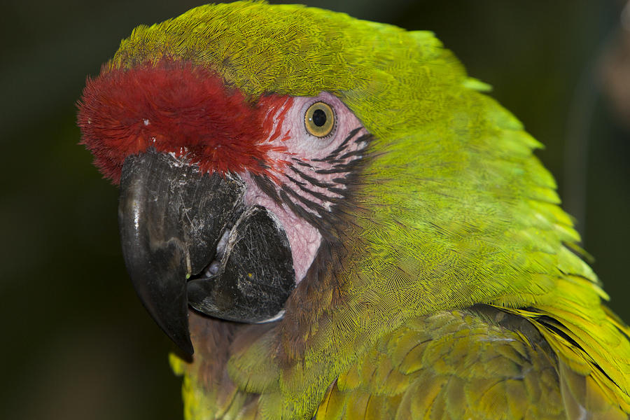 Wildlife Photograph - Military Macaw by Maureen Bates
