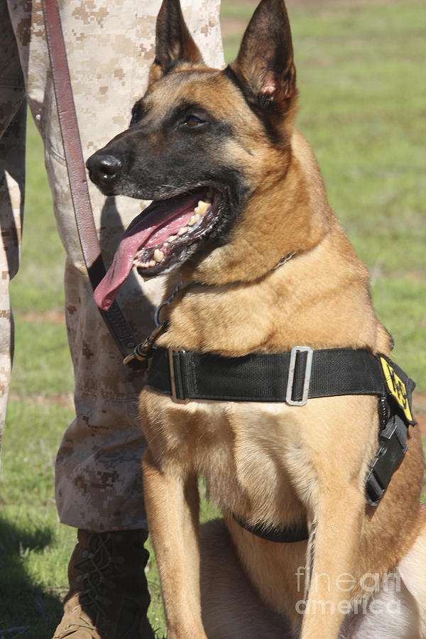 Dog Photograph - Military Working Dog Pants In The Hot by Stocktrek Images