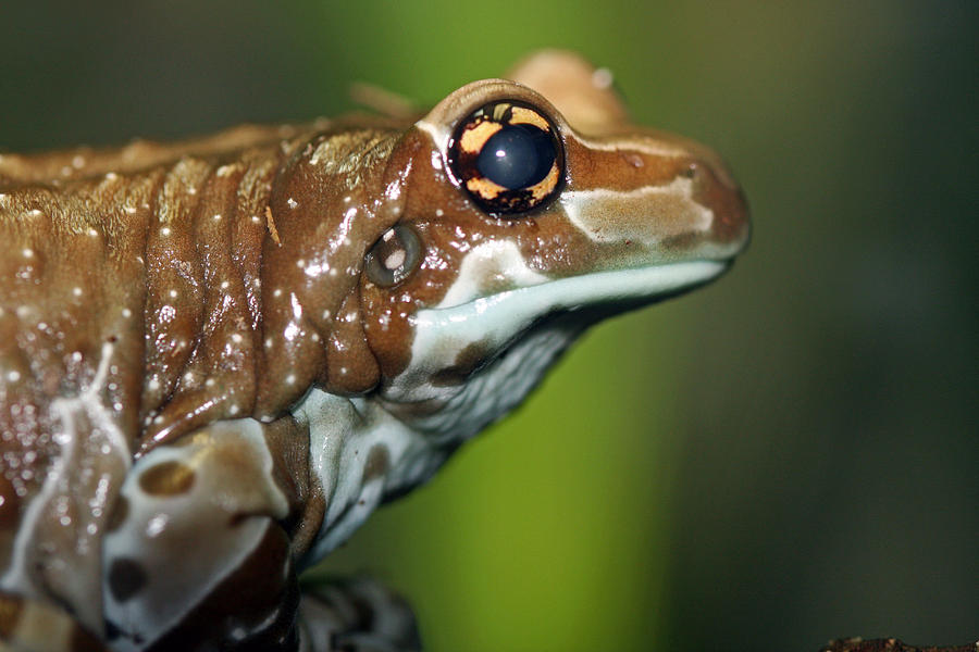 Milk Frog by Paul Slebodnick