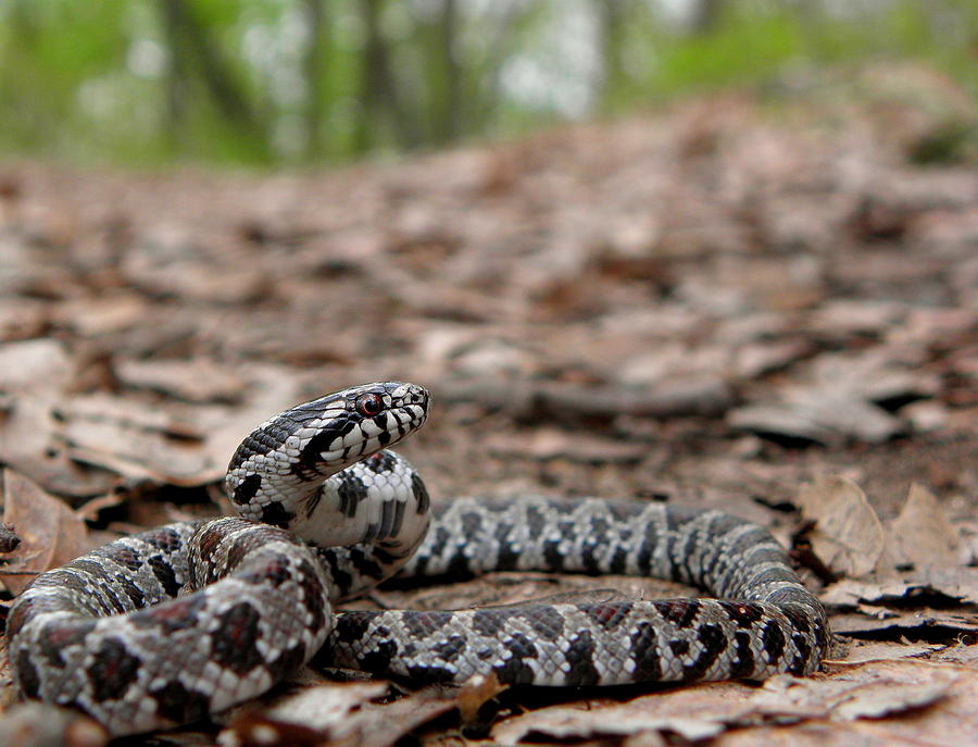Snake Photograph - Milk Snake by Griffin Harris