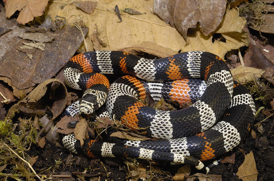 Milk Snake Lampropeltis Triangulum Photograph by Pete Oxford