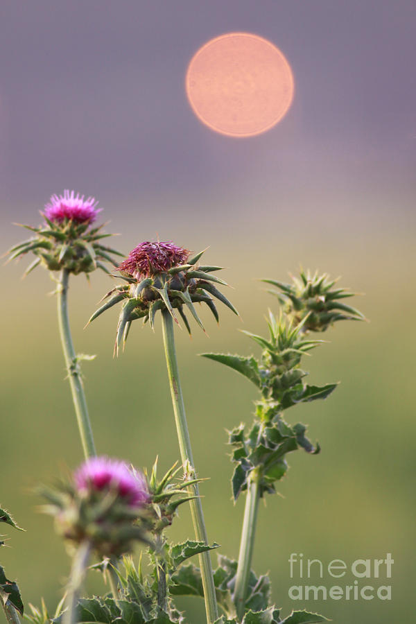 Milk Thistle at sunset Photograph by Alon Meir