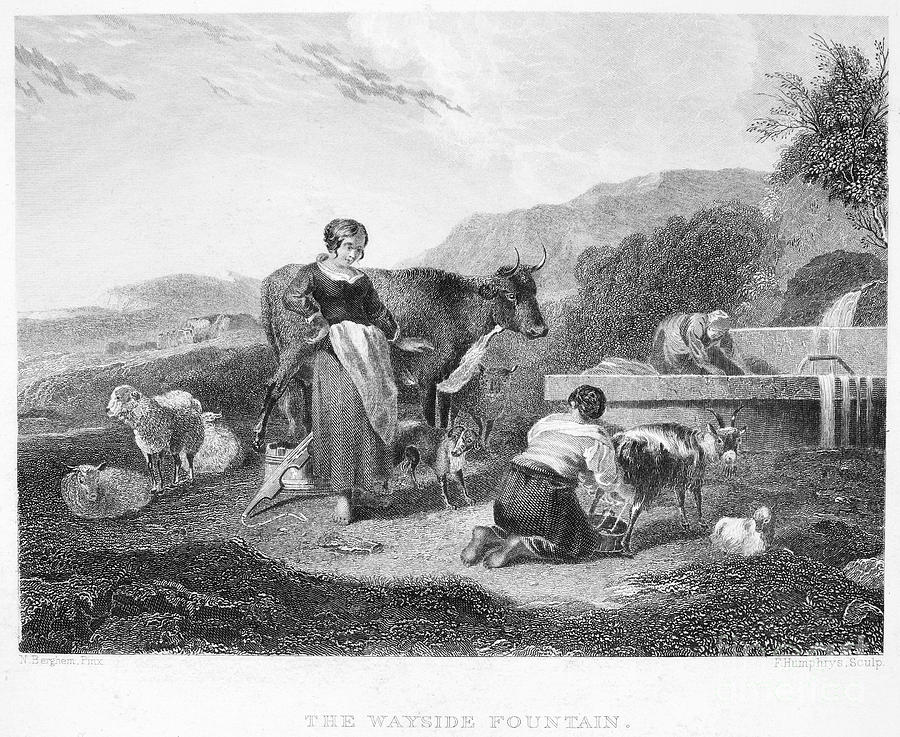 Sheep Photograph - MILKING, 17th CENTURY by Granger