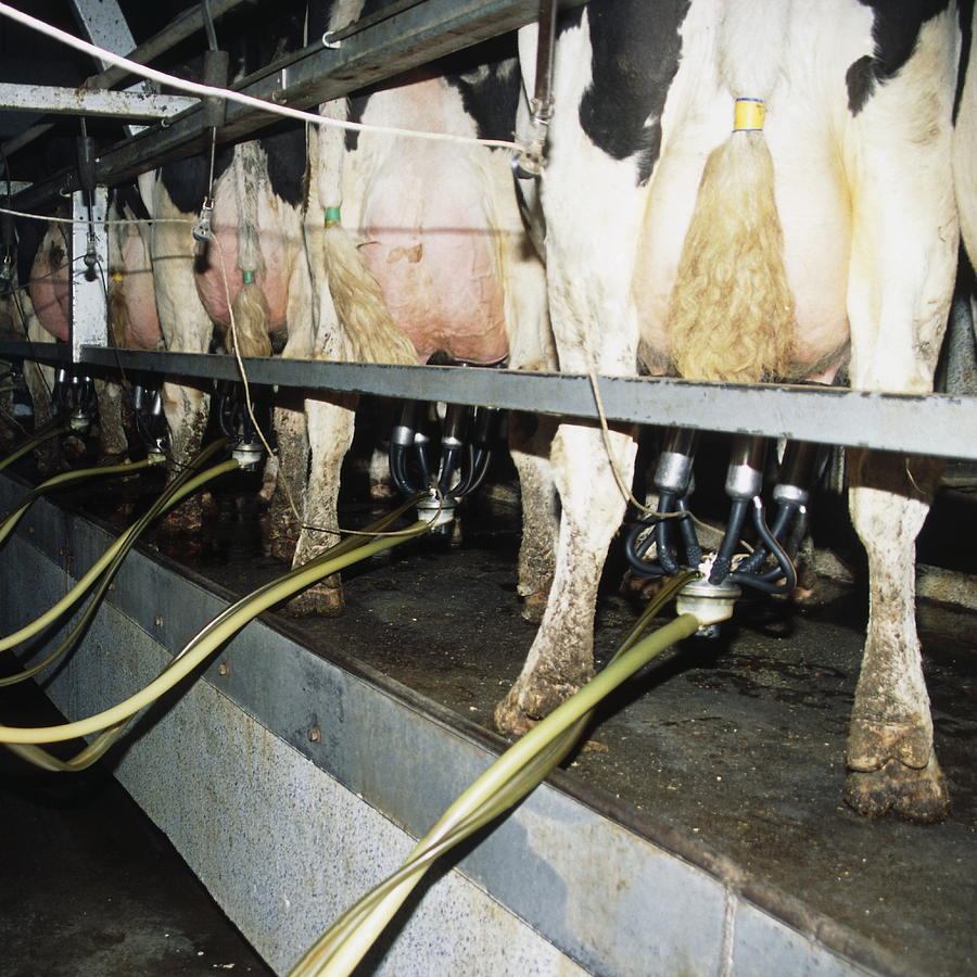 Milking Dairy Cows Photograph By David Aubrey