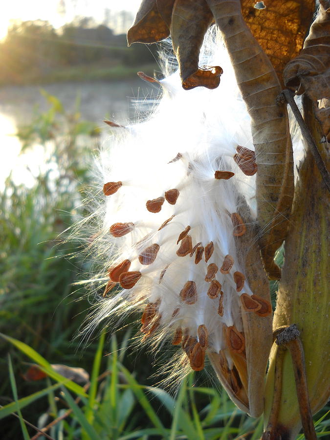 Milkweed - Spread Thy Seeds Photograph by Kent Lorentzen