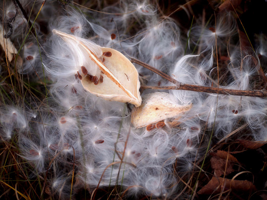 Milkweed Photograph by Angie Rea
