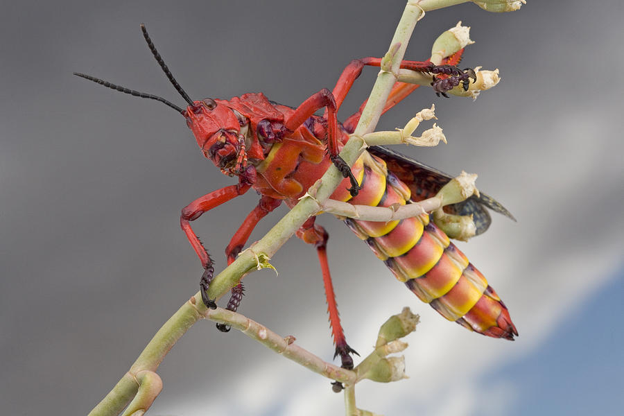 Milkweed Grasshopper South Africa Photograph by Piotr Naskrecki