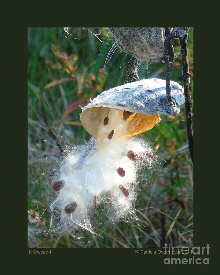 Milkweed-I Photograph by Patricia Overmoyer