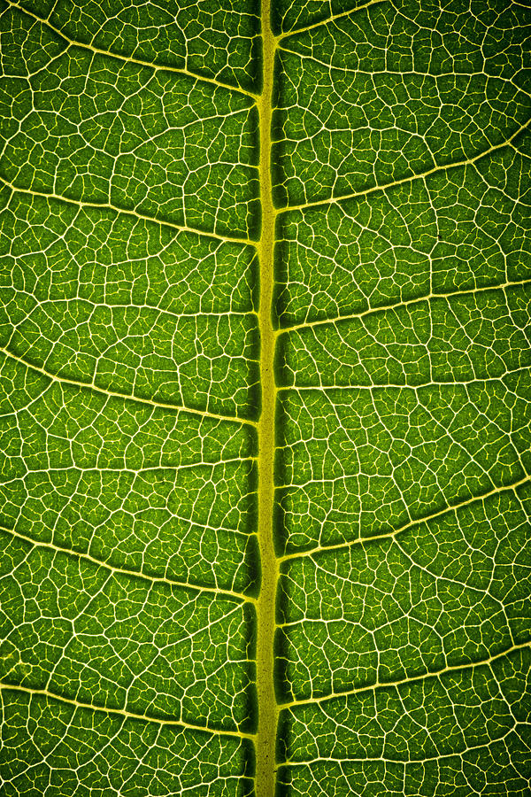 Milkweed Leaf Photograph by Steve Gadomski - Fine Art America