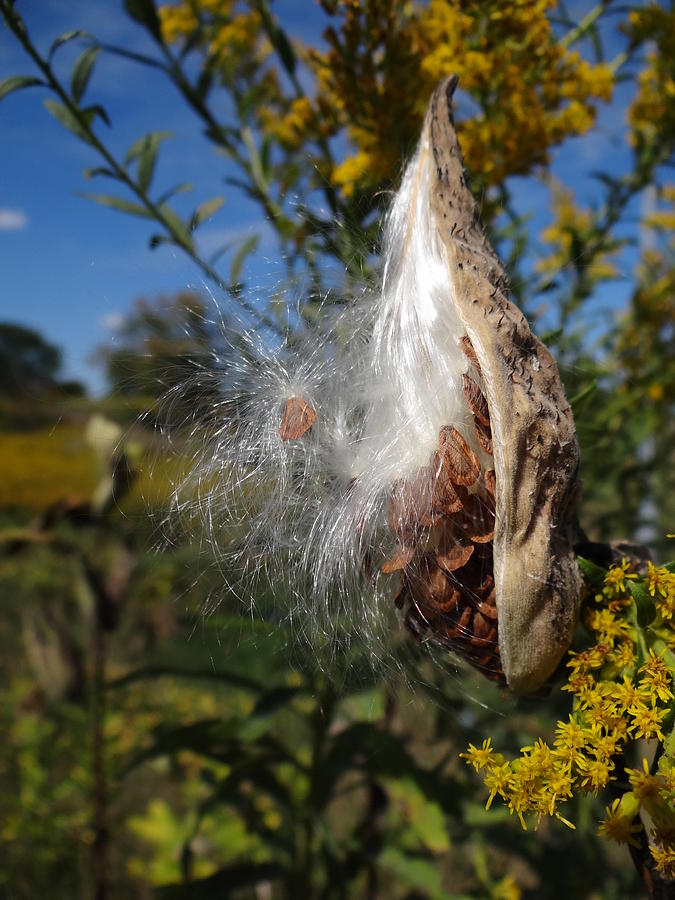 Milkweed Pod Mixed Media by Bruce Ritchie
