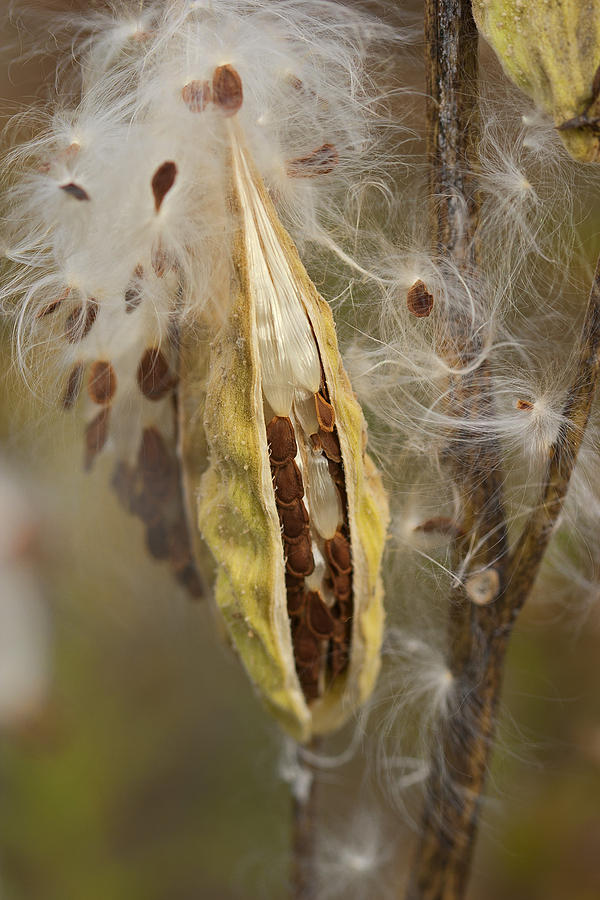 Milkweed Pod Digitally Altered Photograph by Gregory Scott