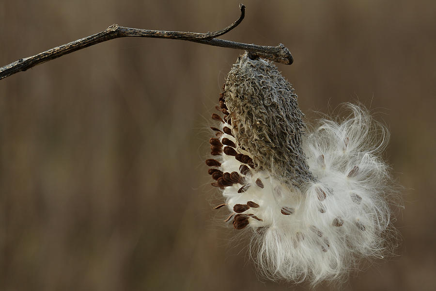 Milkweed Seed Pod Opening Photograph by Daniel Reed