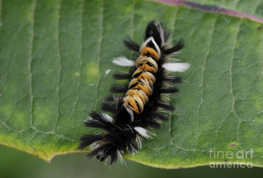 Milkweed Tussock Caterpillar Photograph by Randy Bodkins
