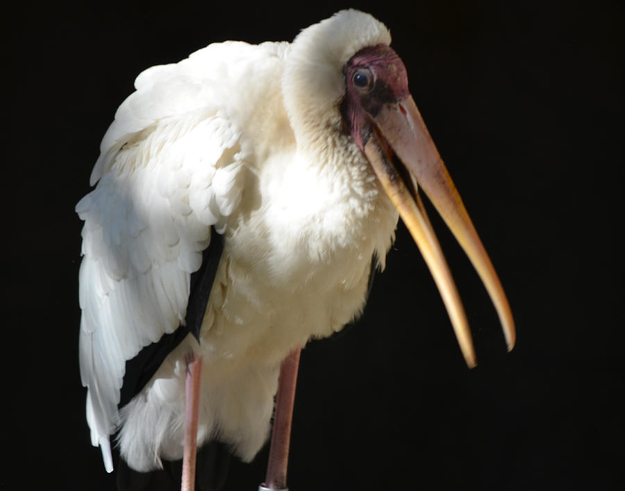 Milky Stork Photograph by Maggy Marsh