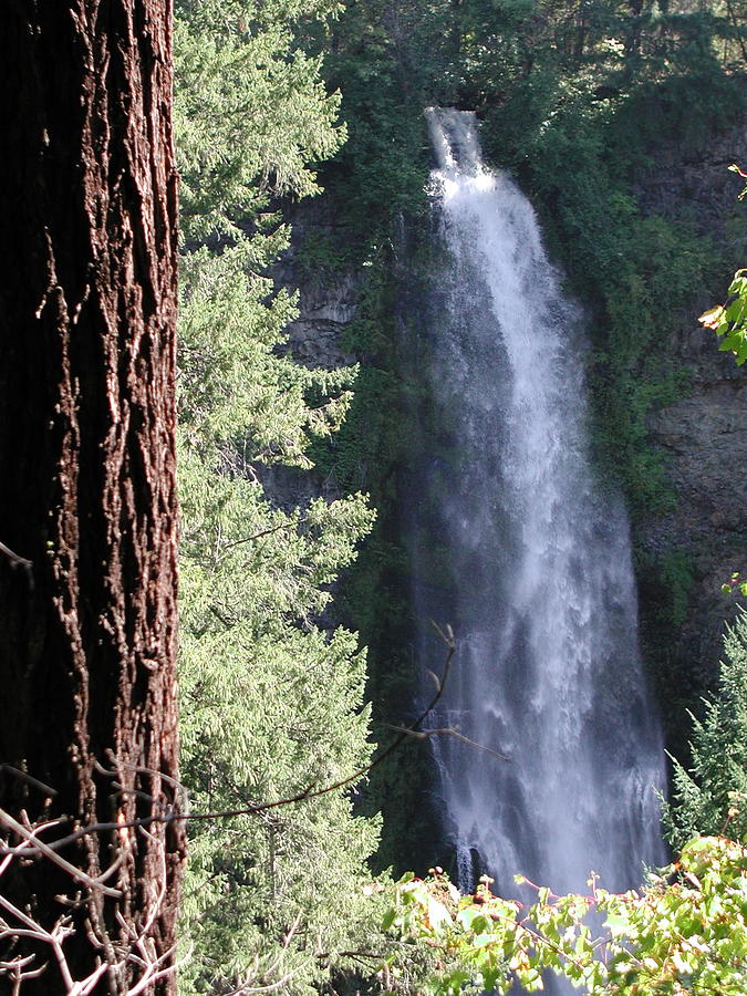 Mill Creek Falls Photograph by William McCoy
