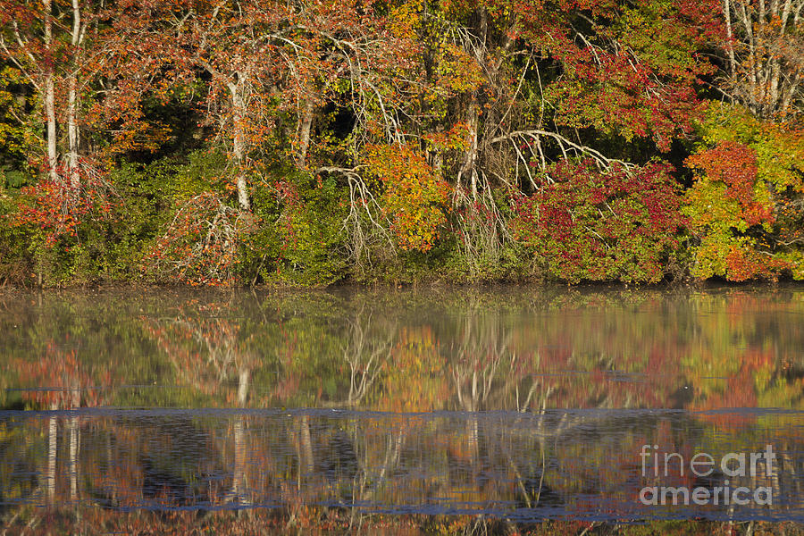 Mill Pond fall colors Photograph by Gene Marchand Mill Pond fall colors Photograph by Gene Marchand