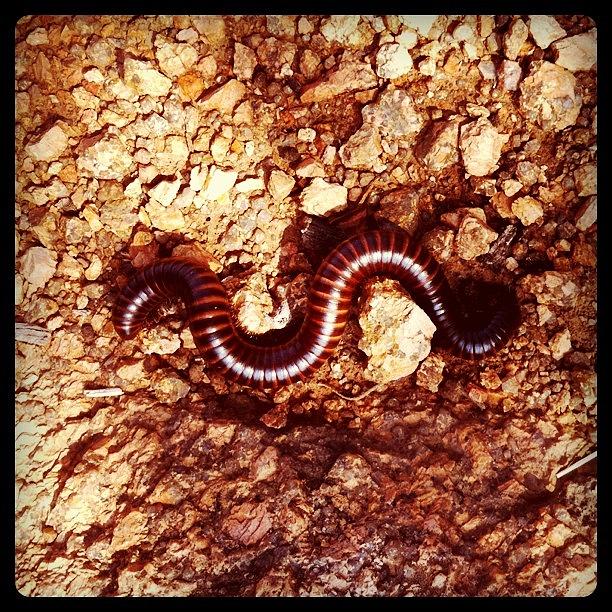 Millipede Photograph by Marc Crow