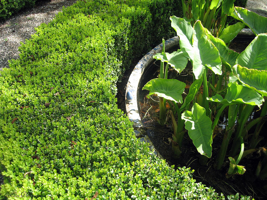 Millstream Gardens 20 Photograph by Rachael Shaw Fine Art America