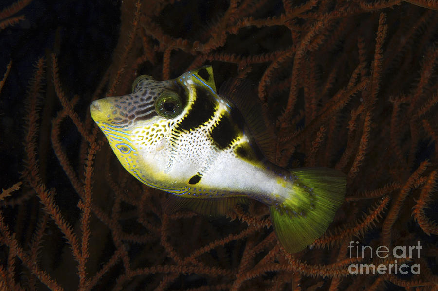 Mimic Filefish, North Sulawesi Photograph by Mathieu Meur