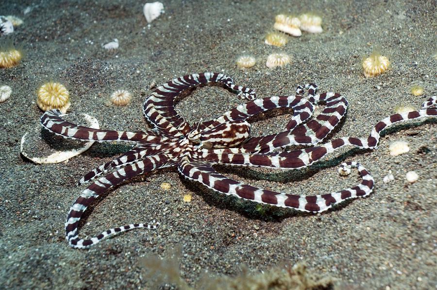 mimic octopus transformation