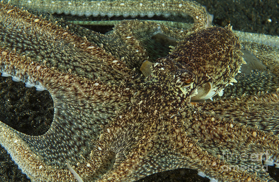 Mimic Octopus With Arms Spread Out Photograph