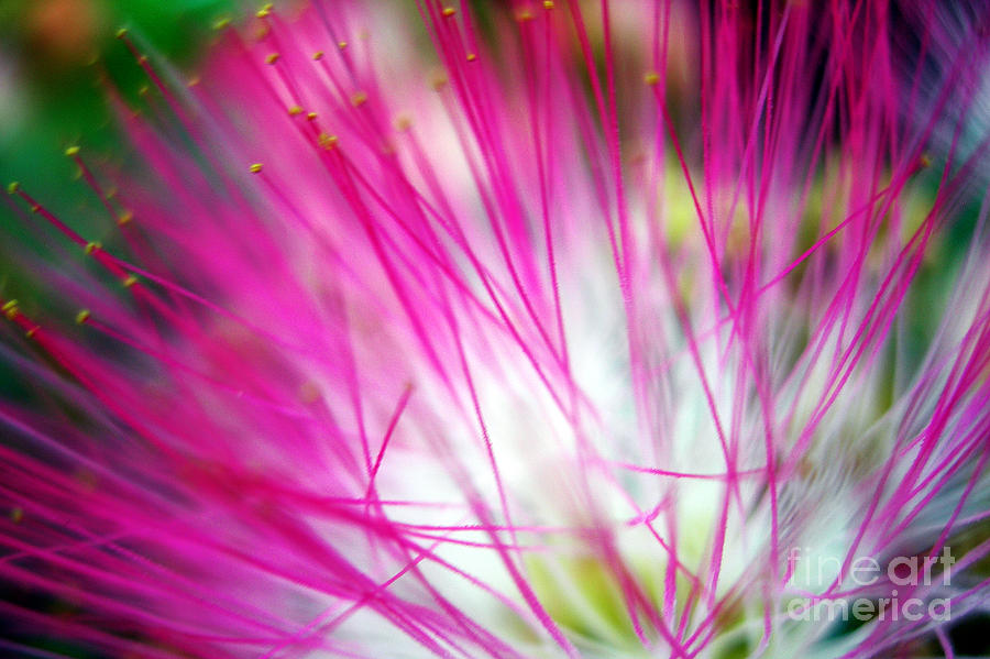 Abstract Photograph - Mimosa Abstract by Judi Bagwell