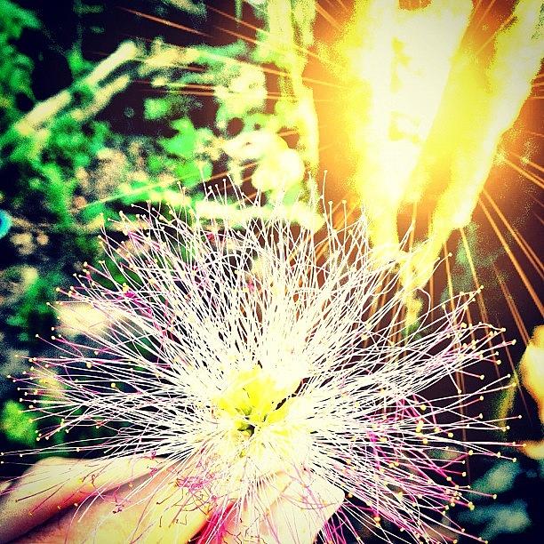 Tree Photograph - #mimosa #awesome #instacool #instaflow by Kirsten Taubin