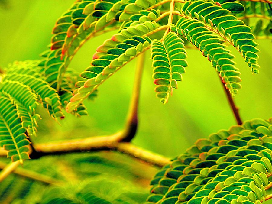 Mimosa Leaves Photograph by Beth Akerman Fine Art America