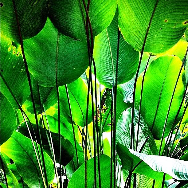 Nature Photograph - #mindo #clubsocial #rainforest by Martin Endara