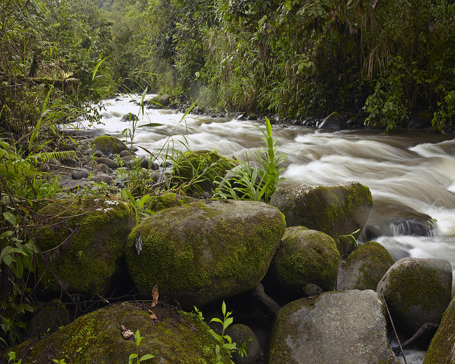 Mindo River Flowing Through Cloud Photograph by Tim Fitzharris