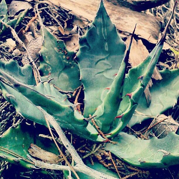 Botanica Photograph - Mini Agave #botanica #botanical by Darcey Blue