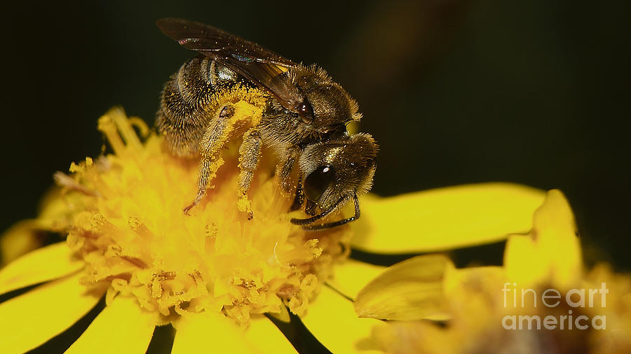 Mini Bee Photograph by Mareko Marciniak