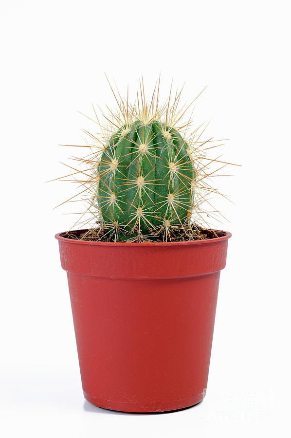 Mini Cactus In Pots Photograph by Sami Sarkis