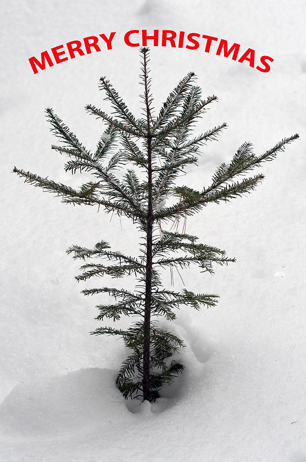 Mini Christmas Tree 2 Photograph by Glenn Gordon