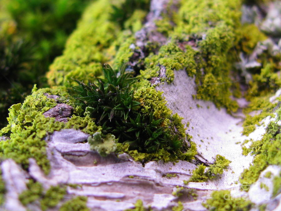 Mini Earth Photograph by Holy Hands
