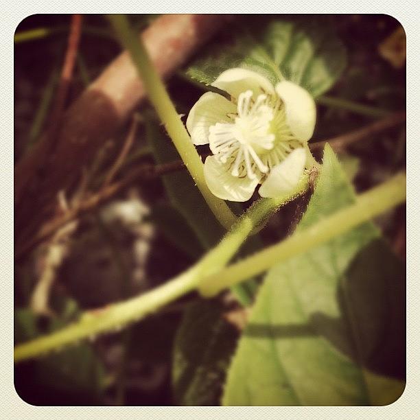 Flowers Still Life Photograph - #mini-kiwi #flower #issai by Fay Pead