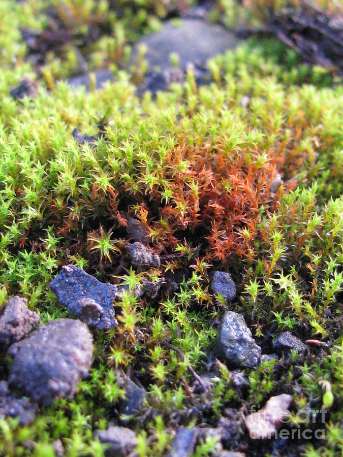 Mini Life Photograph by Holy Hands