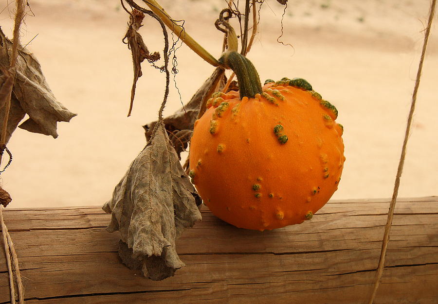 Mini Pumpkin Photograph by Viktor Savchenko