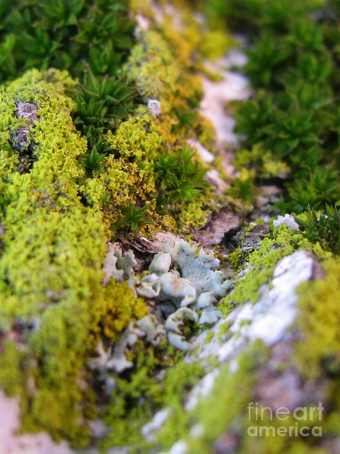 Mini World Photograph by Holy Hands