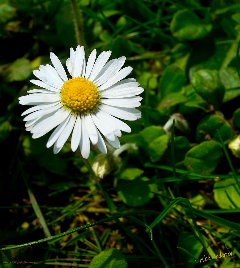 Miniature Daisy in the Grass Photograph by Mick Anderson - Fine Art America