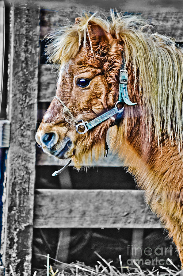 Miniature horse Photograph by Dan Friend