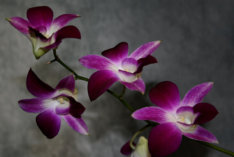 Miniature Orchids Photograph by Karen Harrison Brown