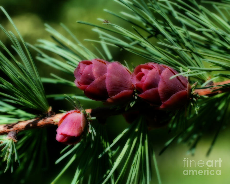 Miniature Pine Cones Photograph by Smilin Eyes Treasures