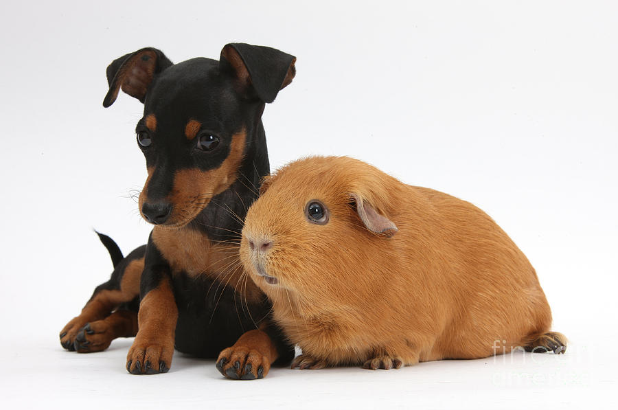 Dogs and guinea pigs hot sale together