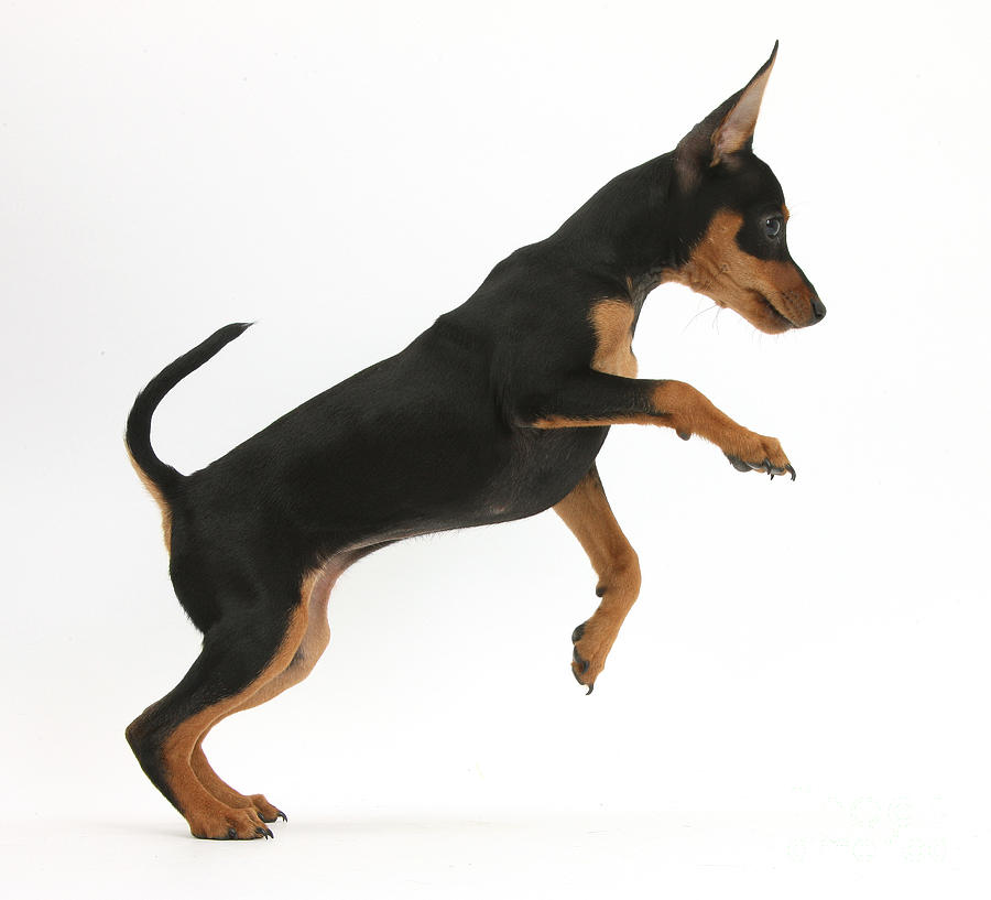 Nature Photograph - Miniature Pinscher Puppy Jumping by Mark Taylor
