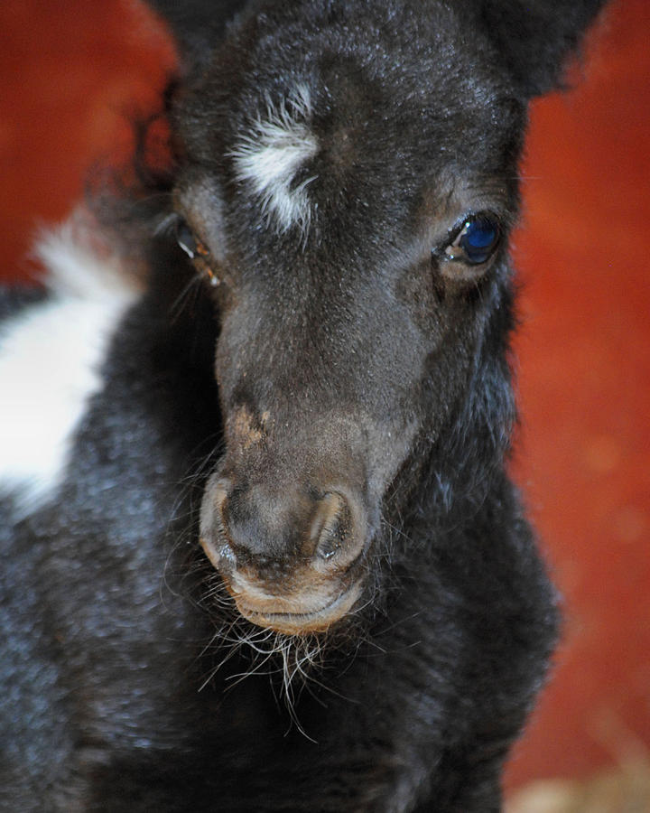 Miniature Pony Portrait Photograph by Jai Johnson